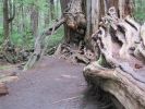 PICTURES/Ho Rainforest -  Big Cedar/t_Big Cedar Roots2.JPG